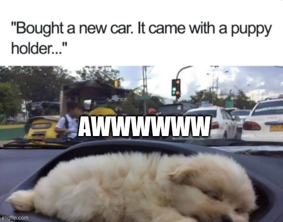 Lol puppy | AWWWWWW | image tagged in lol,memes,puppy holder,cars,puppy,dog | made w/ Imgflip meme maker
