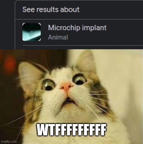 Microchip | WTFFFFFFFFF | image tagged in shocked cat | made w/ Imgflip meme maker