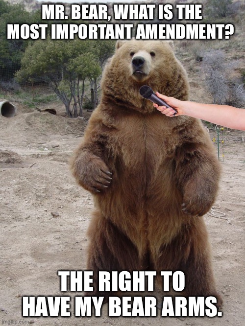 Political Opinion Bear | MR. BEAR, WHAT IS THE MOST IMPORTANT AMENDMENT? THE RIGHT TO HAVE MY BEAR ARMS. | image tagged in political opinion bear | made w/ Imgflip meme maker