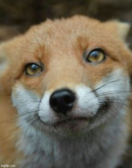 More foxes! | image tagged in foxes,fox,cute,aww | made w/ Imgflip meme maker