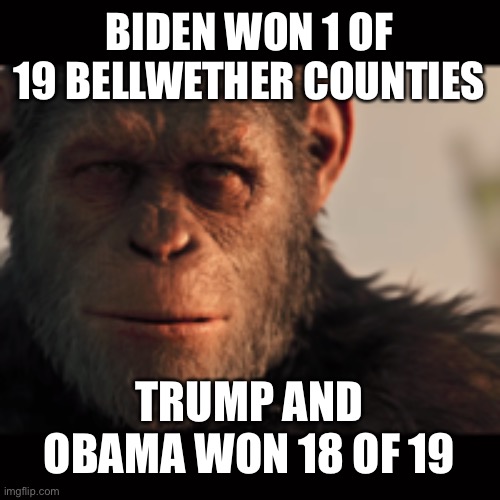 Bellwether Counties vote the same as the majority of the U.S. | BIDEN WON 1 OF 19 BELLWETHER COUNTIES; TRUMP AND OBAMA WON 18 OF 19 | image tagged in gorilla madness,if you win the most bellwether counties,you win the election,tell me how biden won the election | made w/ Imgflip meme maker