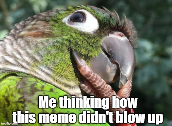 Thinking parrot | Me thinking how this meme didn't blow up | image tagged in thinking parrot | made w/ Imgflip meme maker