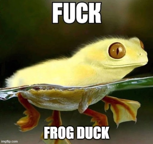 frog duck | FROG DUCK | image tagged in frog duck | made w/ Imgflip meme maker