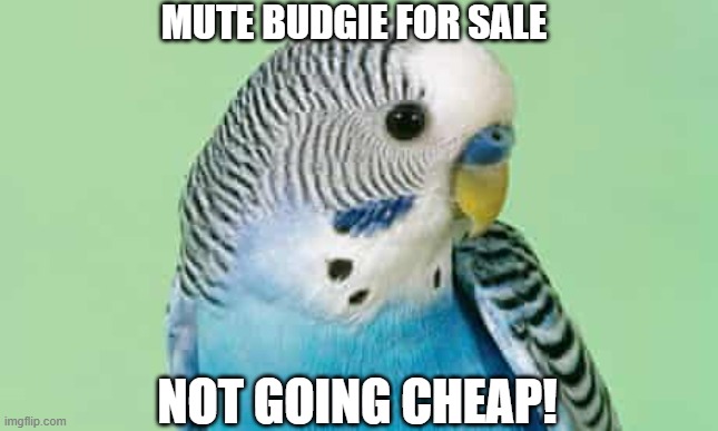 Mute Budgie | MUTE BUDGIE FOR SALE; NOT GOING CHEAP! | image tagged in mute,budgie,aussiefox | made w/ Imgflip meme maker