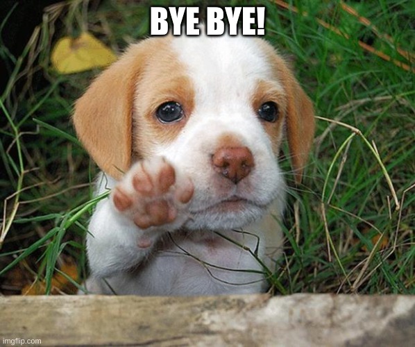 dog puppy bye | BYE BYE! | image tagged in dog puppy bye | made w/ Imgflip meme maker