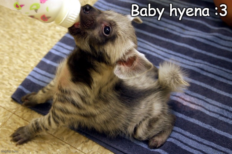 Baby hyena :3 | made w/ Imgflip meme maker