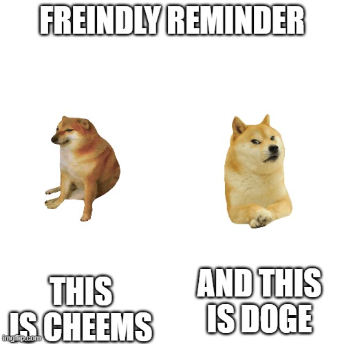 Blank Transparent Square | FREINDLY REMINDER; AND THIS IS DOGE; THIS IS CHEEMS | image tagged in memes,blank transparent square,cheems,doge | made w/ Imgflip meme maker