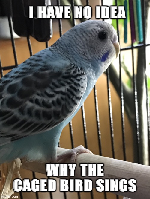 I have no idea why the caged bird sings | I HAVE NO IDEA; WHY THE CAGED BIRD SINGS | image tagged in birds,cage,sing,song,songbird | made w/ Imgflip meme maker