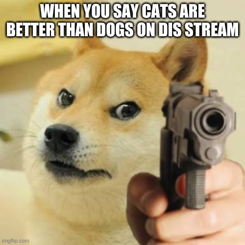 Dog holding gun |  WHEN YOU SAY CATS ARE BETTER THAN DOGS ON DIS STREAM | image tagged in dog holding gun | made w/ Imgflip meme maker