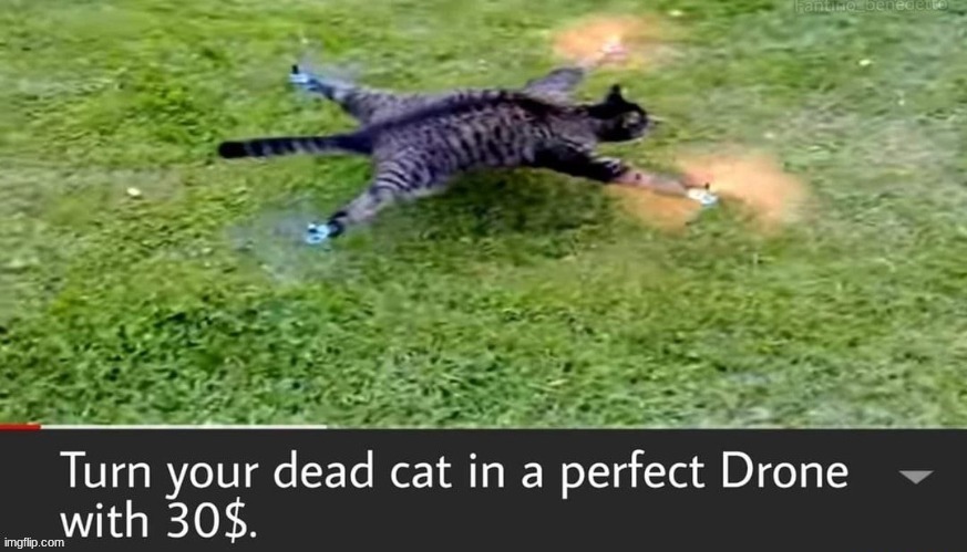 Dead Cat IDK Im Not A Psycopath | made w/ Imgflip meme maker