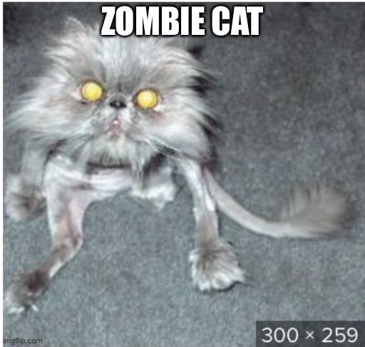 ZOMBIE CAT | made w/ Imgflip meme maker
