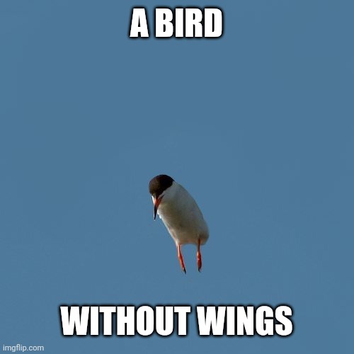 A BIRD WITHOUT WINGS | made w/ Imgflip meme maker