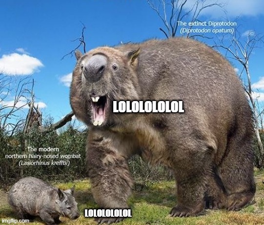 LOLOLOLOLOL; LOLOLOLOLOL | image tagged in wombat | made w/ Imgflip meme maker