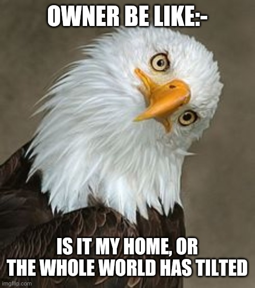 bald eagle tilt | OWNER BE LIKE:- IS IT MY HOME, OR THE WHOLE WORLD HAS TILTED | image tagged in bald eagle tilt | made w/ Imgflip meme maker