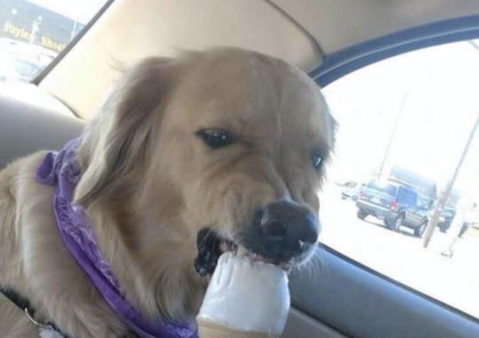 Dog eating ice cream angrily Blank Meme Template
