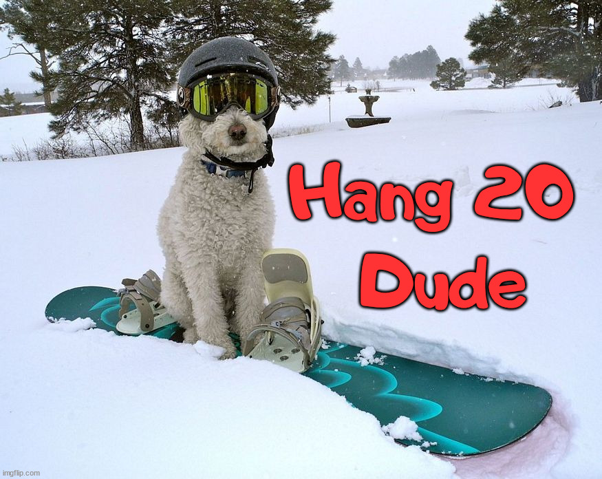 Hang 20 
Dude | image tagged in dogs | made w/ Imgflip meme maker