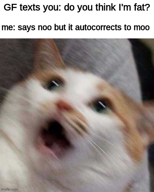 oh no | GF texts you: do you think I'm fat? me: says noo but it autocorrects to moo | image tagged in oh no cat | made w/ Imgflip meme maker