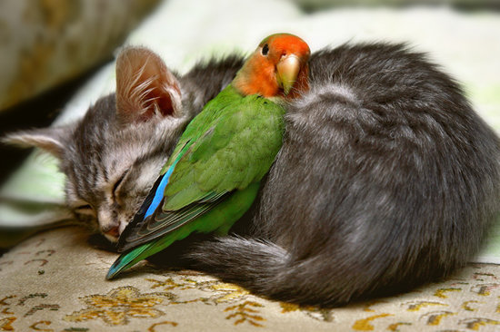 image tagged in cats,animals,birds