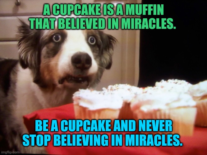Be a cupcake | A CUPCAKE IS A MUFFIN THAT BELIEVED IN MIRACLES. BE A CUPCAKE AND NEVER STOP BELIEVING IN MIRACLES. | image tagged in cupcake dog | made w/ Imgflip meme maker