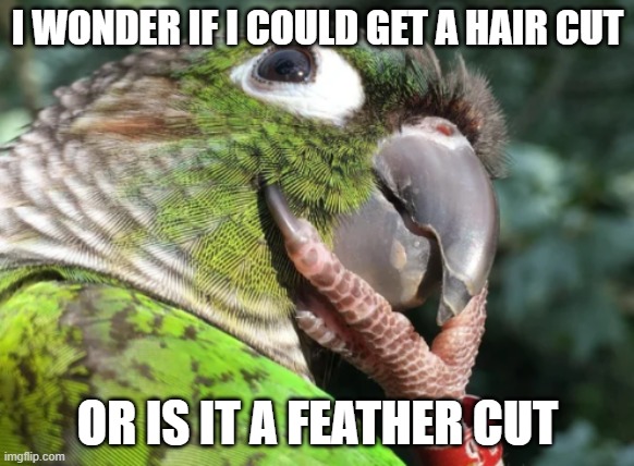 hmm | I WONDER IF I COULD GET A HAIR CUT; OR IS IT A FEATHER CUT | image tagged in thinking parrot,idk | made w/ Imgflip meme maker