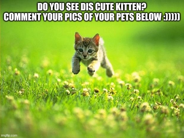 CUTE CATTO | DO YOU SEE DIS CUTE KITTEN?
COMMENT YOUR PICS OF YOUR PETS BELOW :))))) | image tagged in cats,halo 5,deez nuts,funny memes,funny cat memes | made w/ Imgflip meme maker