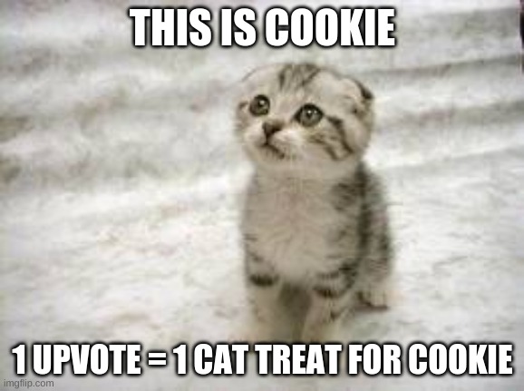Cookie wants cat treats :( | THIS IS COOKIE; 1 UPVOTE = 1 CAT TREAT FOR COOKIE | image tagged in memes,sad cat,upvote for treat,upvotes,cute,meow | made w/ Imgflip meme maker