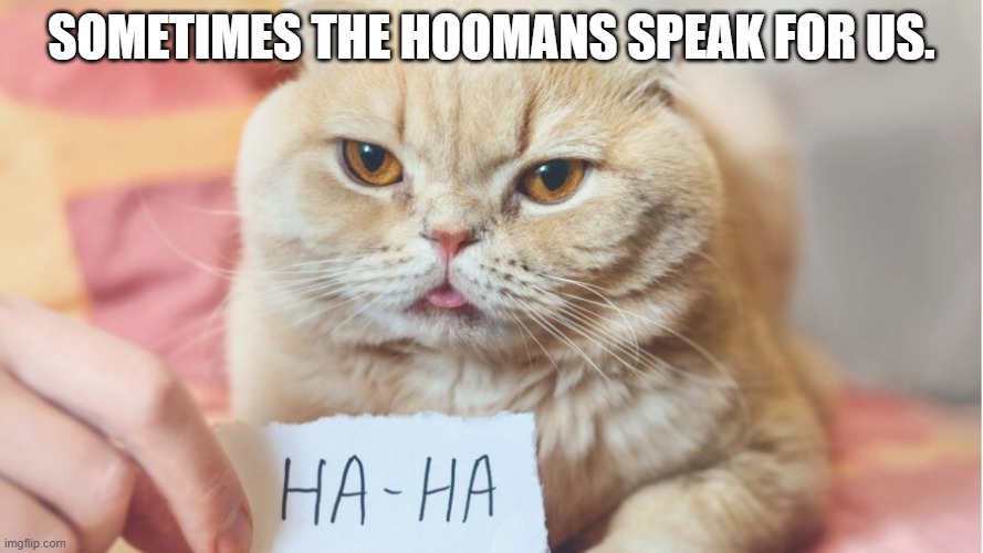 SOMETIMES THE HOOMANS SPEAK FOR US. | image tagged in ha ha ha ha | made w/ Imgflip meme maker