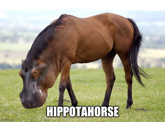 g | HIPPOTAHORSE | image tagged in animals | made w/ Imgflip meme maker