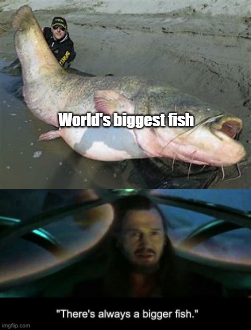 World's biggest fish | image tagged in blank white template,there s always a bigger fish | made w/ Imgflip meme maker