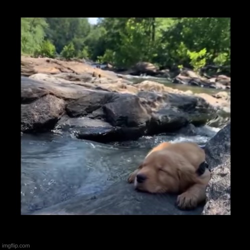 chill with this puppy a while | image tagged in wholesome,happy | made w/ Imgflip meme maker