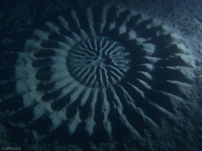 Under Water Crop Circles brought to you by the Big Pacific Pufferfish | image tagged in crop circles,underwater crop circles,pufferfish nest,awesome pics,fun,google video | made w/ Imgflip meme maker
