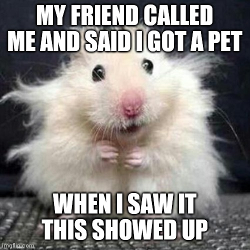 Stuart bushy | MY FRIEND CALLED ME AND SAID I GOT A PET; WHEN I SAW IT THIS SHOWED UP | image tagged in stressed mouse | made w/ Imgflip meme maker