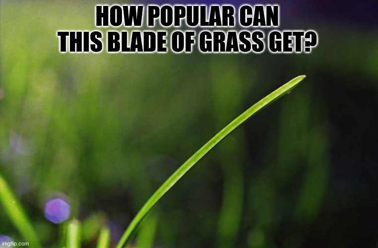 How popular can this blade of grass get | HOW POPULAR CAN THIS BLADE OF GRASS GET? | image tagged in ndjekfmek | made w/ Imgflip meme maker