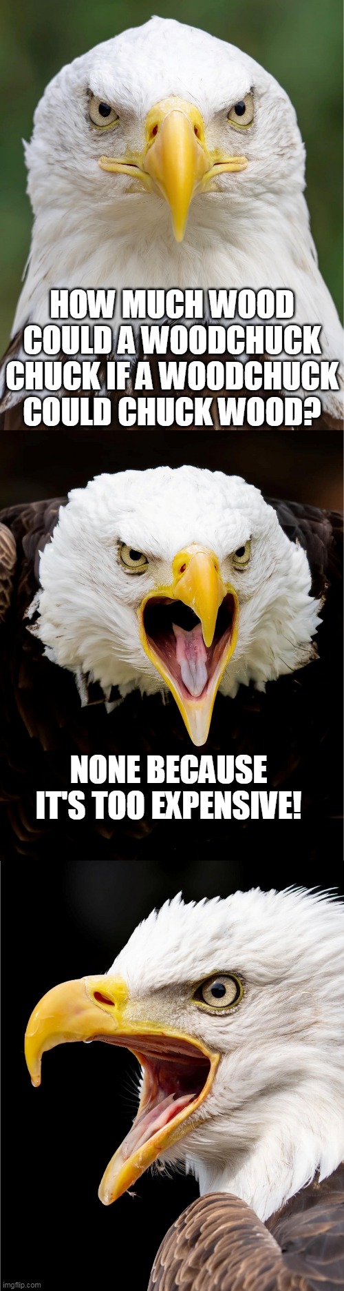 Bad Pun Bald Eagle | HOW MUCH WOOD COULD A WOODCHUCK CHUCK IF A WOODCHUCK COULD CHUCK WOOD? NONE BECAUSE IT'S TOO EXPENSIVE! | image tagged in bad pun bald eagle,wood,woodchuck,trees,eagles,memes | made w/ Imgflip meme maker