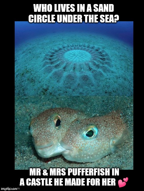 So Happy Together | WHO LIVES IN A SAND CIRCLE UNDER THE SEA? MR & MRS PUFFERFISH IN A CASTLE HE MADE FOR HER 💕 | image tagged in so happy together,big pacific pufferfish nest,crop circles under the sea,cute memes,fun,awesome pic | made w/ Imgflip meme maker