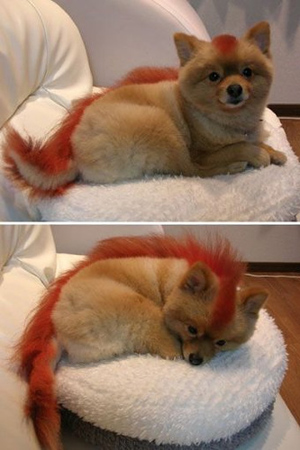 image tagged in dogs,animals