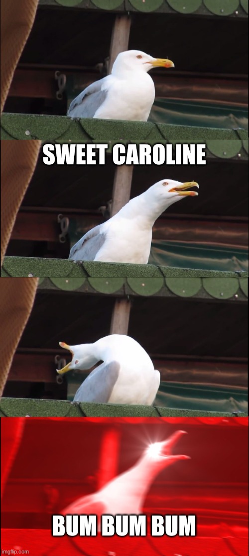 Inhaling Seagull | SWEET CAROLINE; BUM BUM BUM | image tagged in memes,inhaling seagull | made w/ Imgflip meme maker