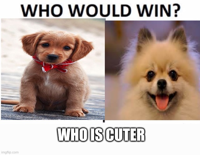 who is cuter | WHO IS CUTER | image tagged in memes,who would win,dogs,cute,cute dog | made w/ Imgflip meme maker