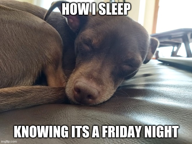 ahh yes slep | HOW I SLEEP; KNOWING ITS A FRIDAY NIGHT | image tagged in dog meme | made w/ Imgflip meme maker