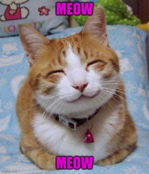 meow | MEOW; MEOW | image tagged in meow | made w/ Imgflip meme maker
