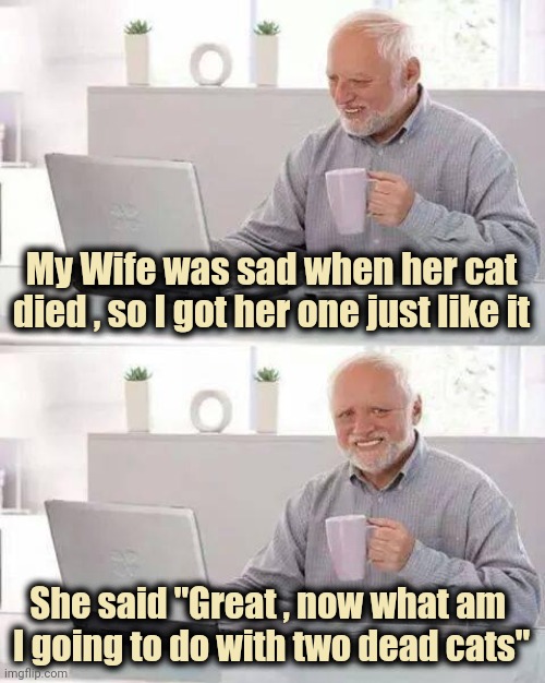 Dog lovers be like | My Wife was sad when her cat died , so I got her one just like it; She said "Great , now what am 
I going to do with two dead cats" | image tagged in memes,hide the pain harold,i see dead people,thank you mr helpful,needs a pinch of x | made w/ Imgflip meme maker