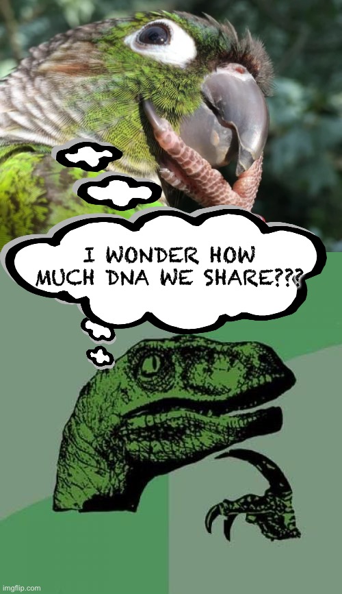 Much pondering |  I WONDER HOW MUCH DNA WE SHARE??? | image tagged in thinking parrot,memes,philosoraptor,dna,family | made w/ Imgflip meme maker