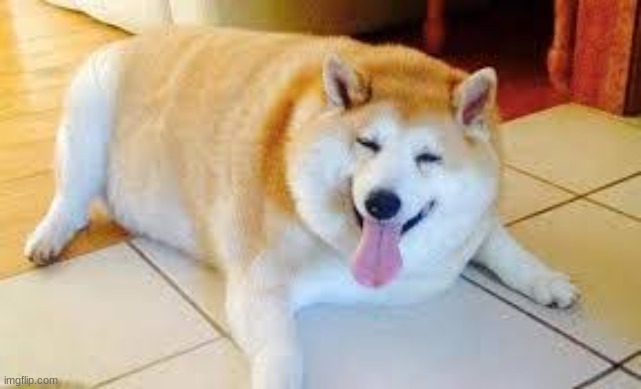 Thicc Doggo | image tagged in thicc doggo | made w/ Imgflip meme maker