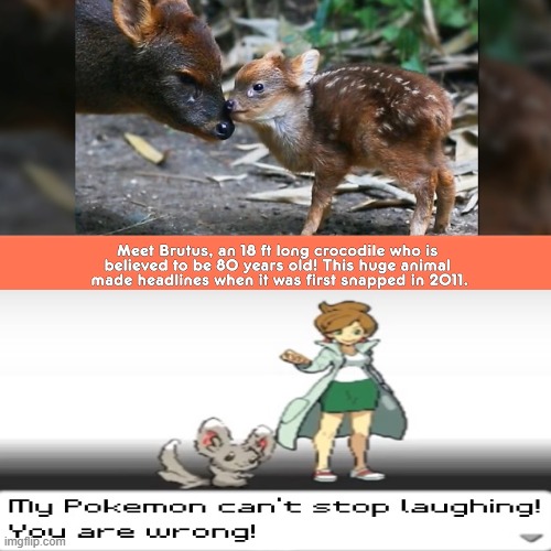 Saw this on one of those cr*ppy picture compilation videos | image tagged in crocodile,deer,fawn,my pokemon can't stop laughing you are wrong | made w/ Imgflip meme maker