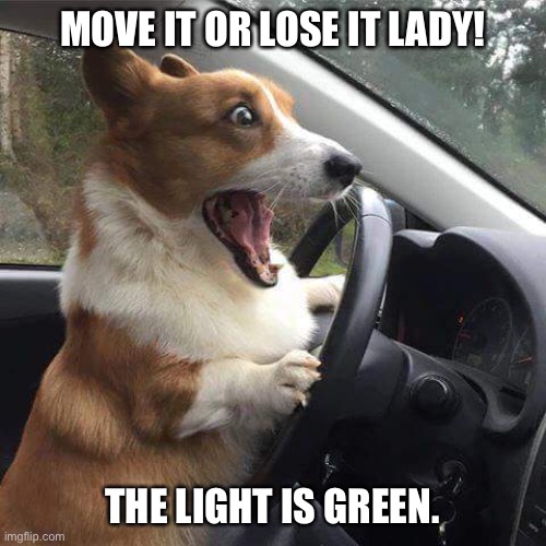 dog driver | MOVE IT OR LOSE IT LADY! THE LIGHT IS GREEN. | image tagged in dog driver | made w/ Imgflip meme maker