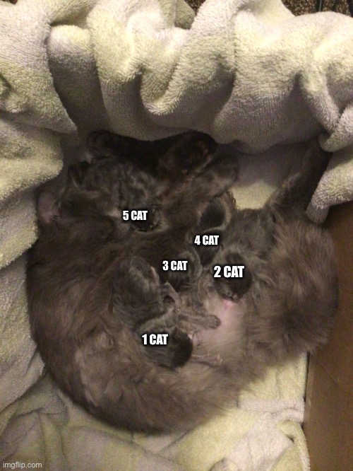 My cat had kittens today :)) | 5 CAT; 4 CAT; 3 CAT; 2 CAT; 1 CAT | image tagged in cats,kittens,cute | made w/ Imgflip meme maker