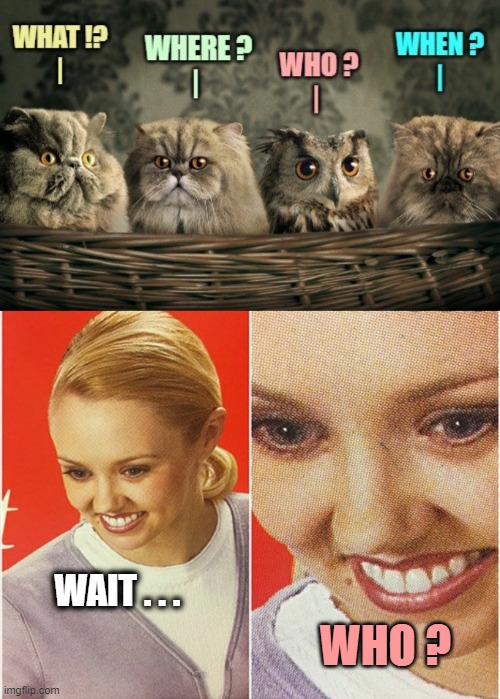 Curious cats and... [alternate ending] | WAIT . . . WHO ? | image tagged in wait what,cats and owl,owl,cats | made w/ Imgflip meme maker
