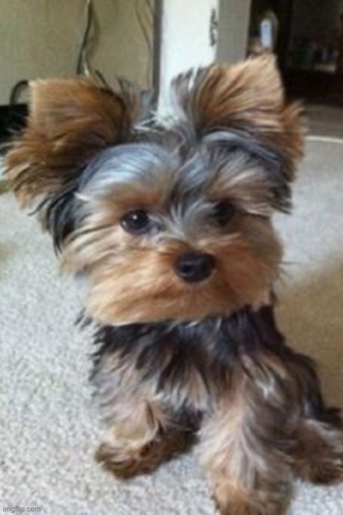 Yorkie | image tagged in dog | made w/ Imgflip meme maker