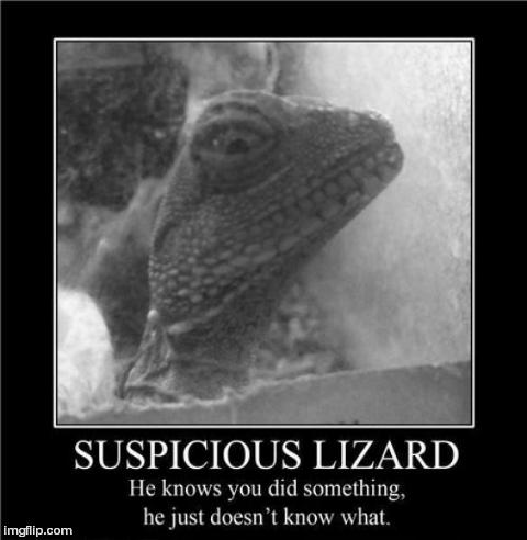 He's on to us... | image tagged in funny,demotivationals,lizard | made w/ Imgflip meme maker