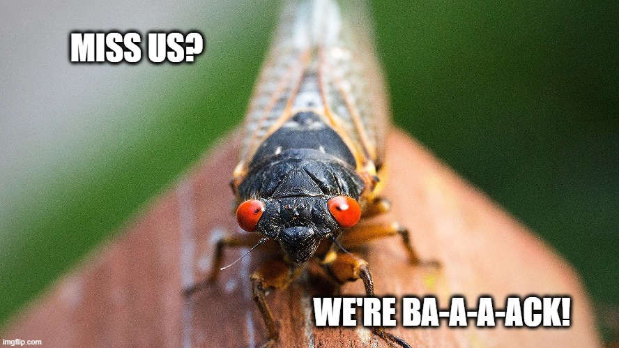 The year of the cicada... | MISS US? WE'RE BA-A-A-ACK! | image tagged in cicada 2021,noisy summer,cicada | made w/ Imgflip meme maker